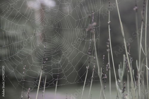 Lacey, dew covered spider web in lavender on a foggy morning. 