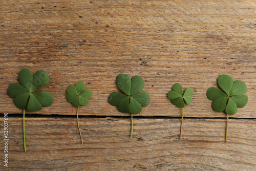 Clover leaves on wooden table, flat lay. St. Patrick's Day symbol
