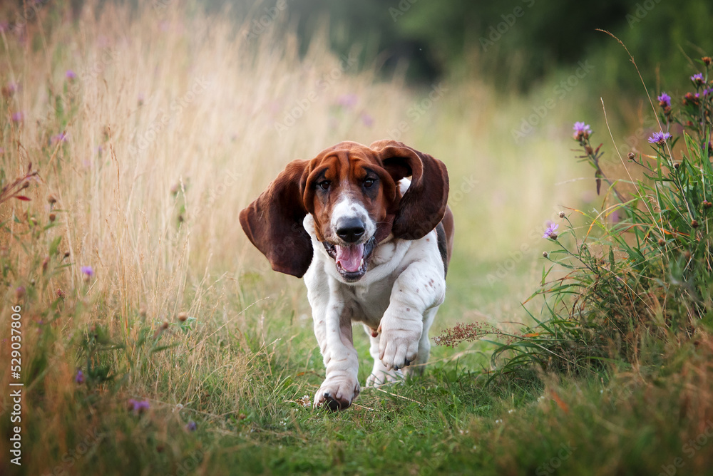 Basset hound running across the field