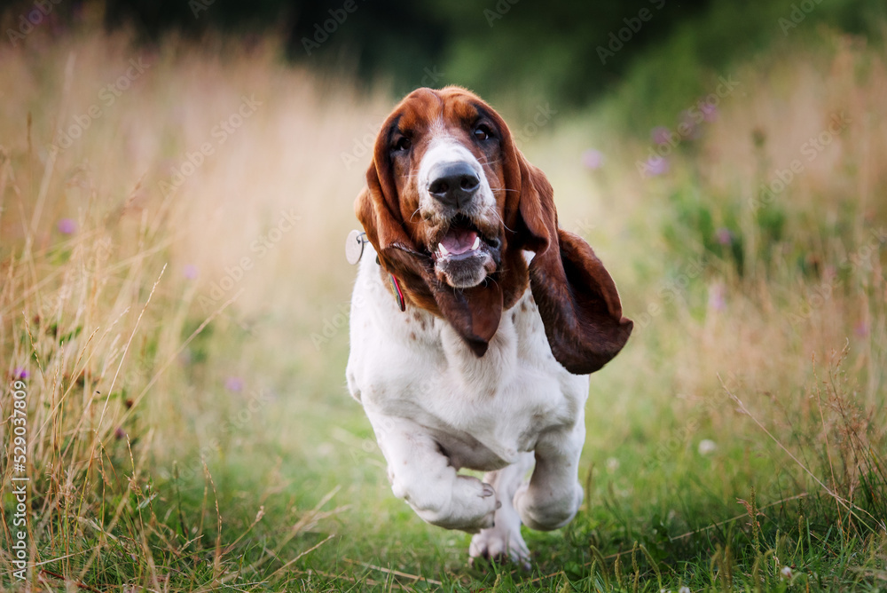 Basset hound running across the field Basset hound running across the field