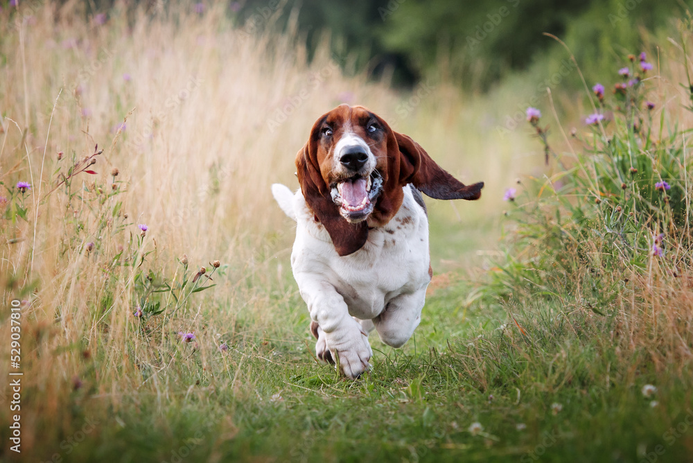 Basset hound running across the field Basset hound running across the field