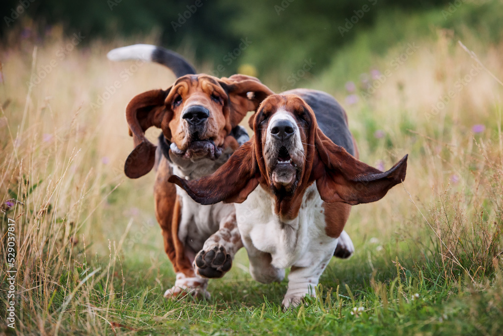 Two bassets running across the field