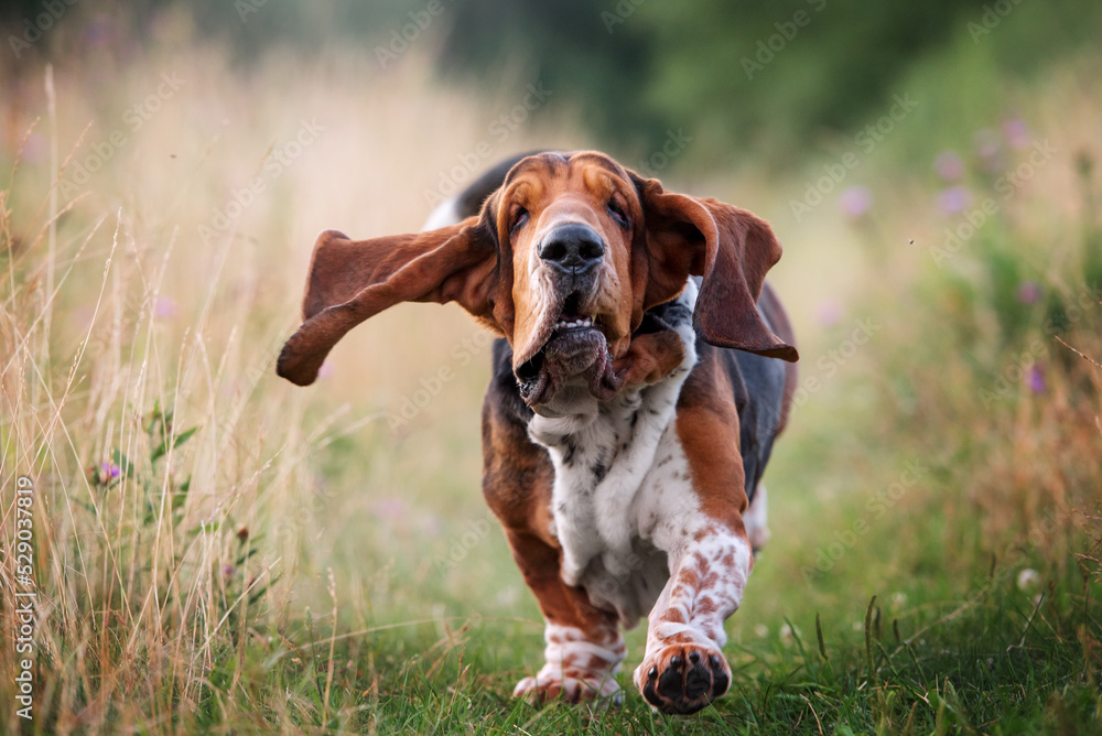 Basset hound running across the field Basset hound running across the field