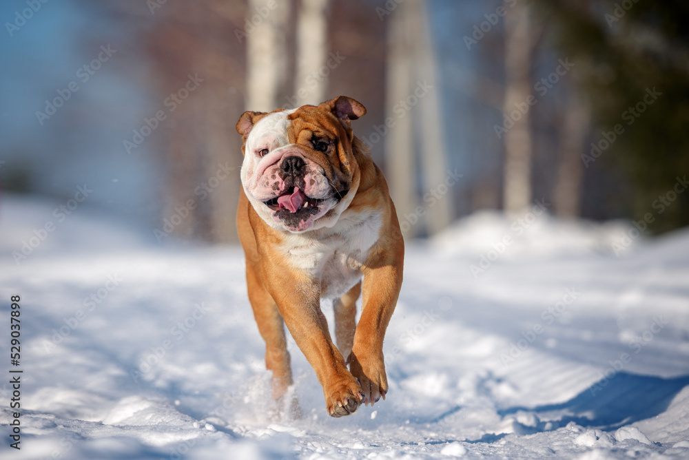 English bulldog running in the winter