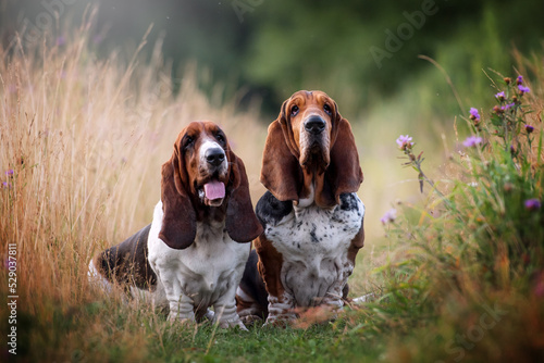 Fotografía Two bassets on the field
