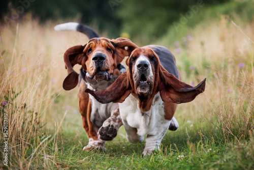 Two bassets running across the field