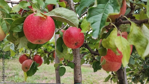 Canvastavla Some red apples on a fruit farm in the South Tyrol.