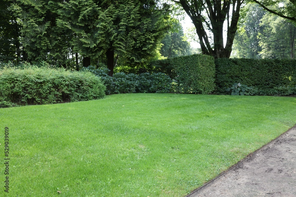 Beautiful lawn with green grass on sunny day Beautiful lawn with green grass on sunny day
