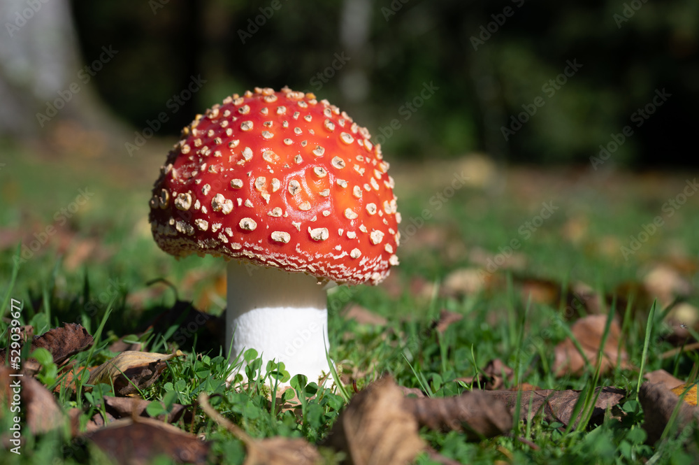 Red with white spots Fly Agaric toadstool in a meadow with autumn leaves around Red with white spots Fly Agaric toadstool in a meadow with autumn leaves around