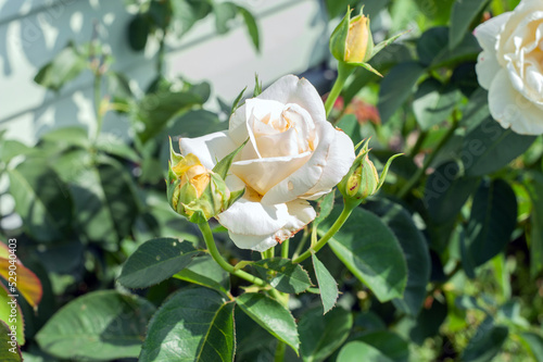 Top down, close up view of a blooming hybrid tea rose. This bloomed flower is a cream color with a hint of orange. The rose bush has multiple blooms in the flower bed.