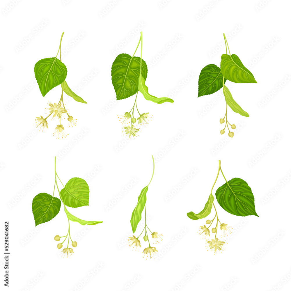 Linden or Tilia Species with Green Cordate Leaves and Fragrant Yellowish-white Flowers Vector Set