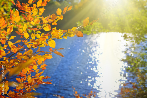 Sunlight in autumn forest with trees and lake