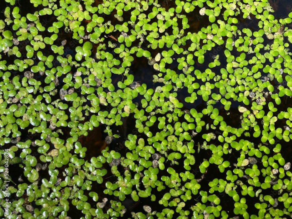 The water surface of a pond is covered with green duckweed The water surface of a pond is covered with green duckweed