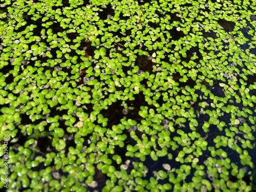 The water surface of a pond is covered with green duckweed