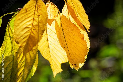yellowed cherry leaves on a dark background against the sun. Seasons