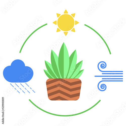 Plant in a pot, home plant care, plant needs