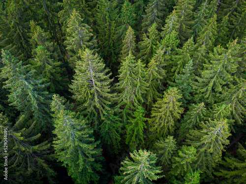 Aerial view of the forest