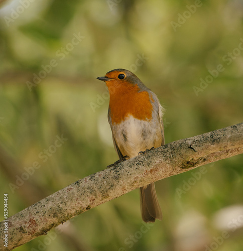 robin on a branch © Ellie