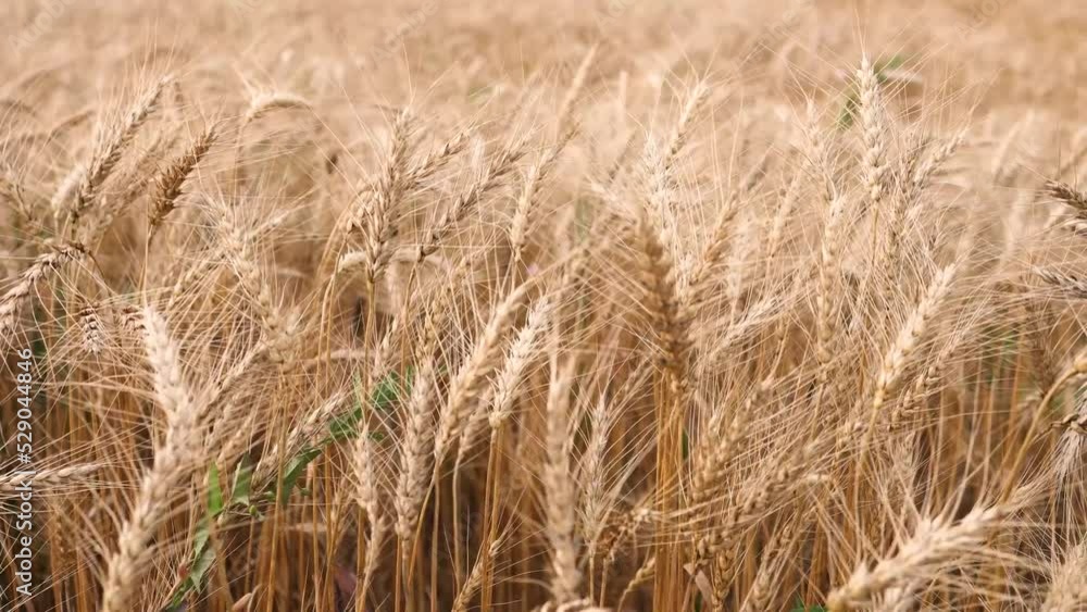 Wheat field, wheat ears are swaying from a light wind. Golden ears of rye slowly sway in the wind close-up. View of a field of ripening wheat on a summer day. Agricultural industry. Slow motion Wheat field, wheat ears are swaying from a light wind. Golden ears of rye slowly sway in the wind close-up. View of a field of ripening wheat on a summer day. Agricultural industry. Slow motion