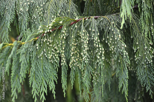 Branches of a  evergreen weeping conifer Leonora (Ellie) Enking tree with green fruits-cones in the park . .Growing trees ,landscaping  concept. photo