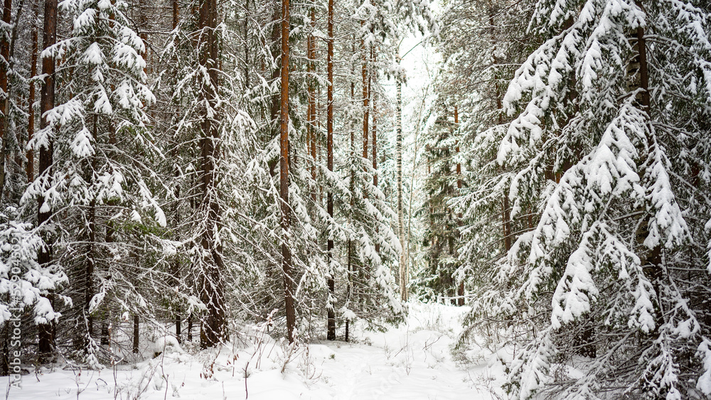Fototapeta premium A path among fluffy large spruce trees covered with snow in a winter forest. The concept of winter walks, activities and the celebration of the new year and christmas