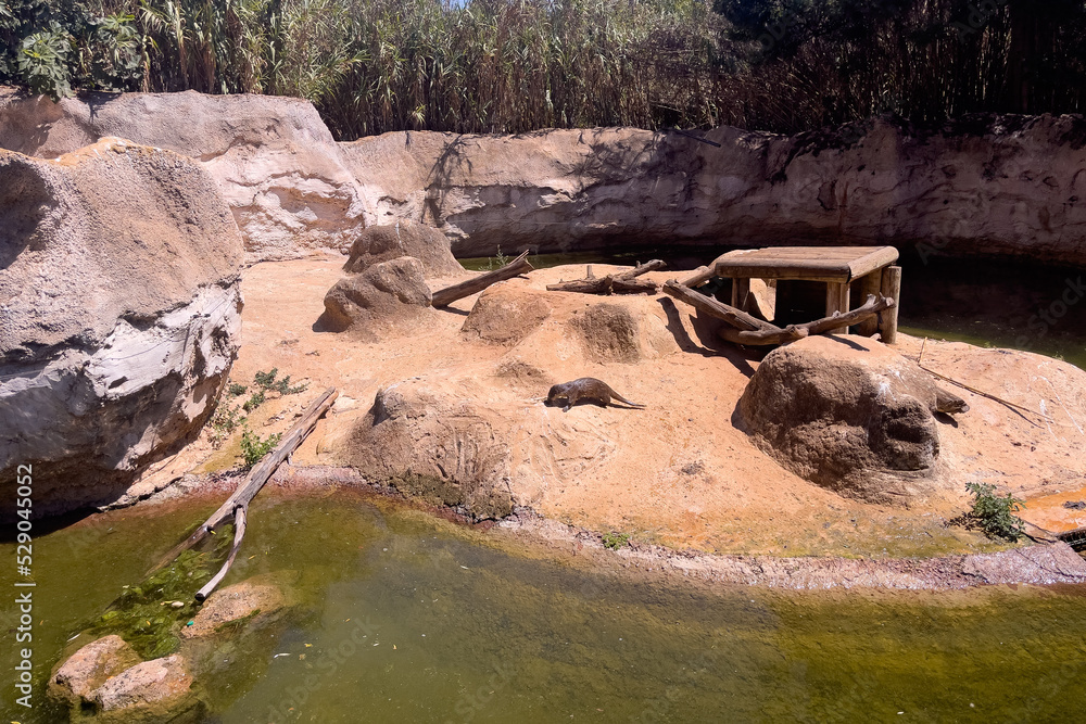 River Otter swimming on a water pond in a ZOO River Otter swimming on a water pond in a ZOO