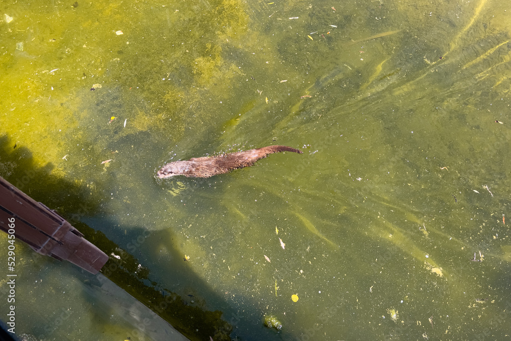 River Otter swimming on a water pond in a ZOO River Otter swimming on a water pond in a ZOO