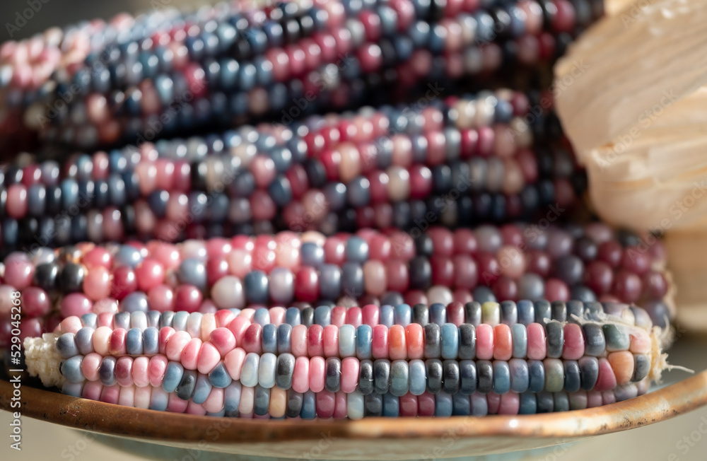 Zea Mays gem glass cobs of corn , also known as calico, flint or fiesta corn, with brightly coloured kernels. Grown in an urban garden in London UK. Zea Mays gem glass cobs of corn , also known as calico, flint or fiesta corn, with brightly coloured kernels. Grown in an urban garden in London UK.