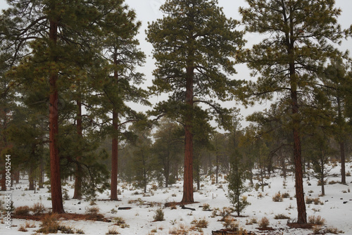 forest in winter