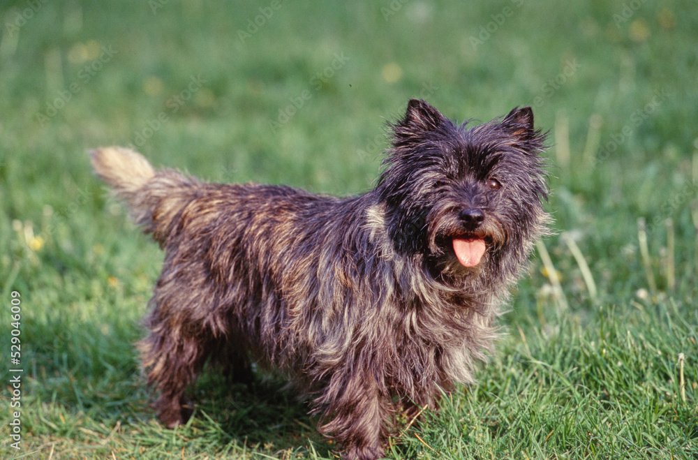 Cairn Terrier with tongue out standing in grass outside