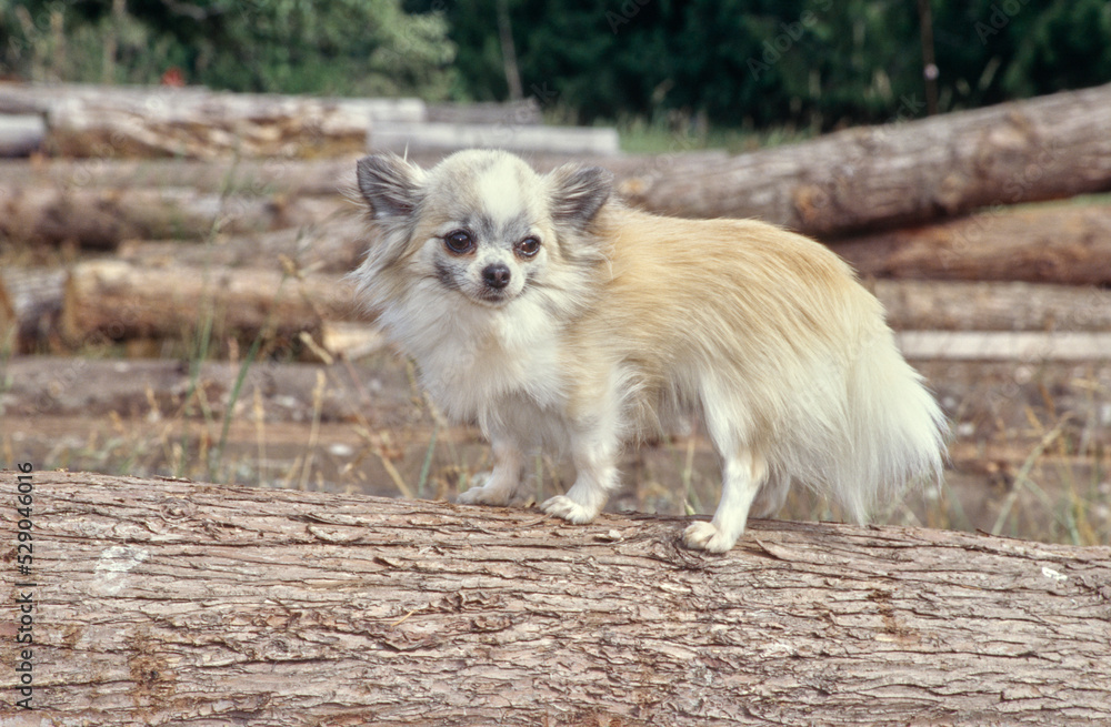 Chihuahua on log Chihuahua on log
