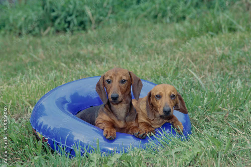 Dachshunds in grass field on toy Dachshunds in grass field on toy