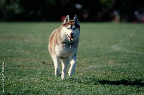 Siberian Husky running through field with tongue out © SuperStock