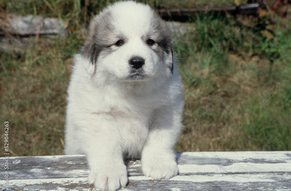 Great Pyrenees puppy on fence Great Pyrenees puppy on fence