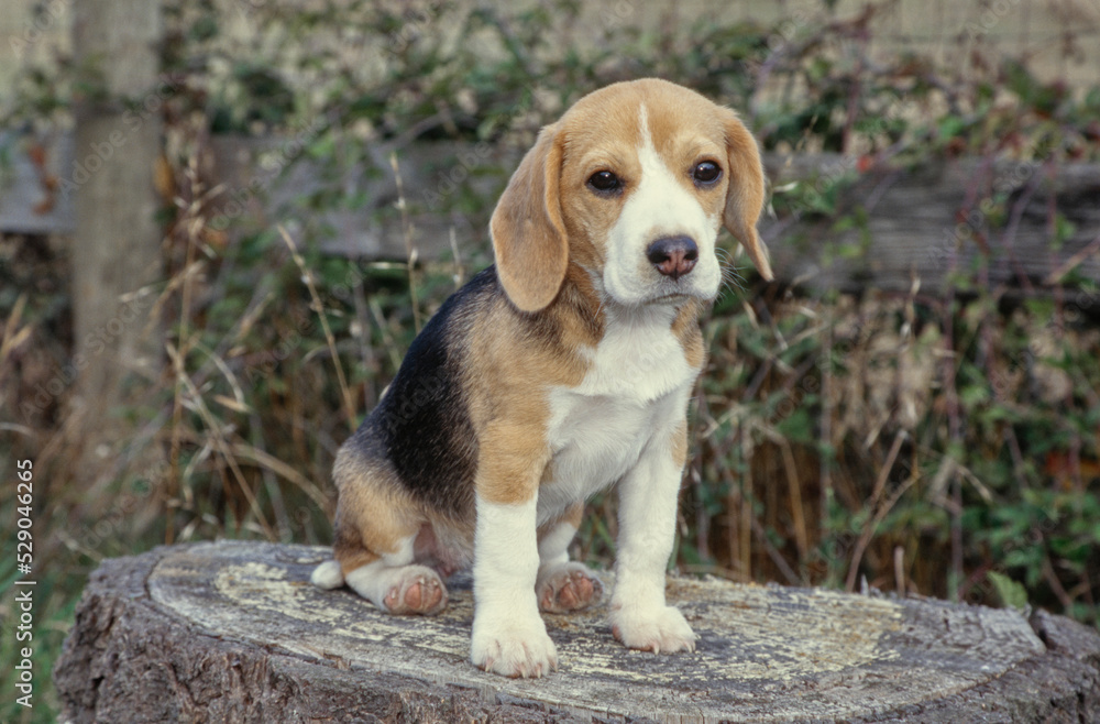Beagle sitting on tree stump