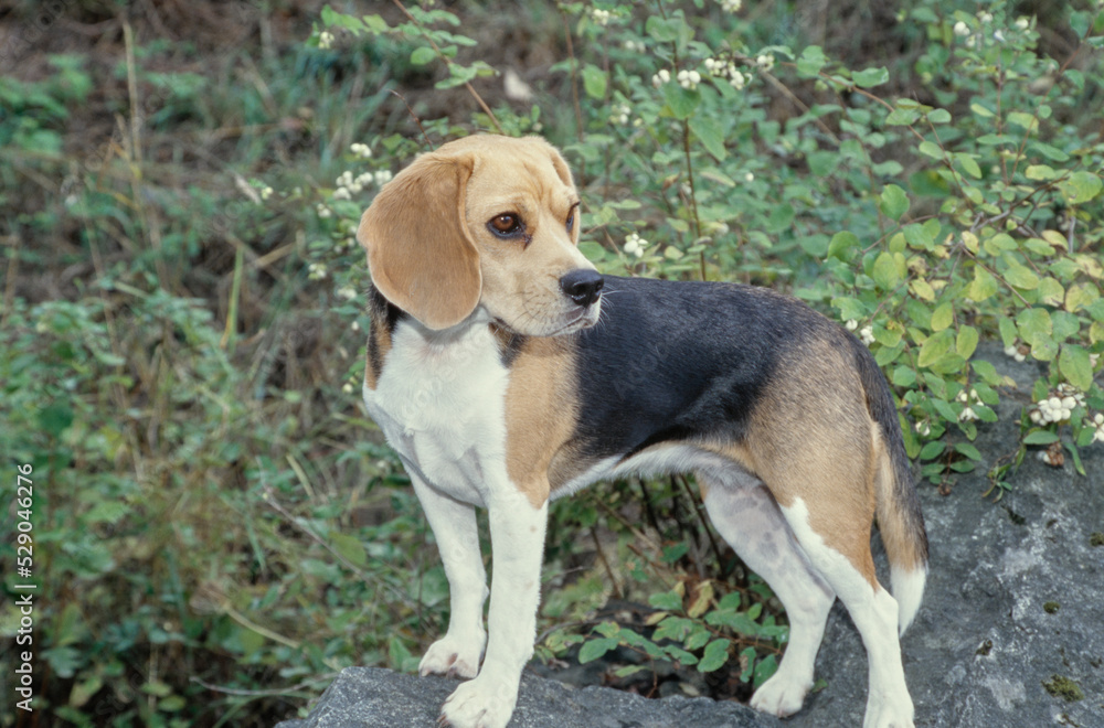 Beagle standing on rocky surface outside