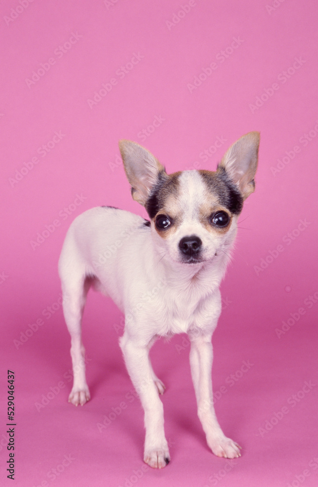 Chihuahua on pink background