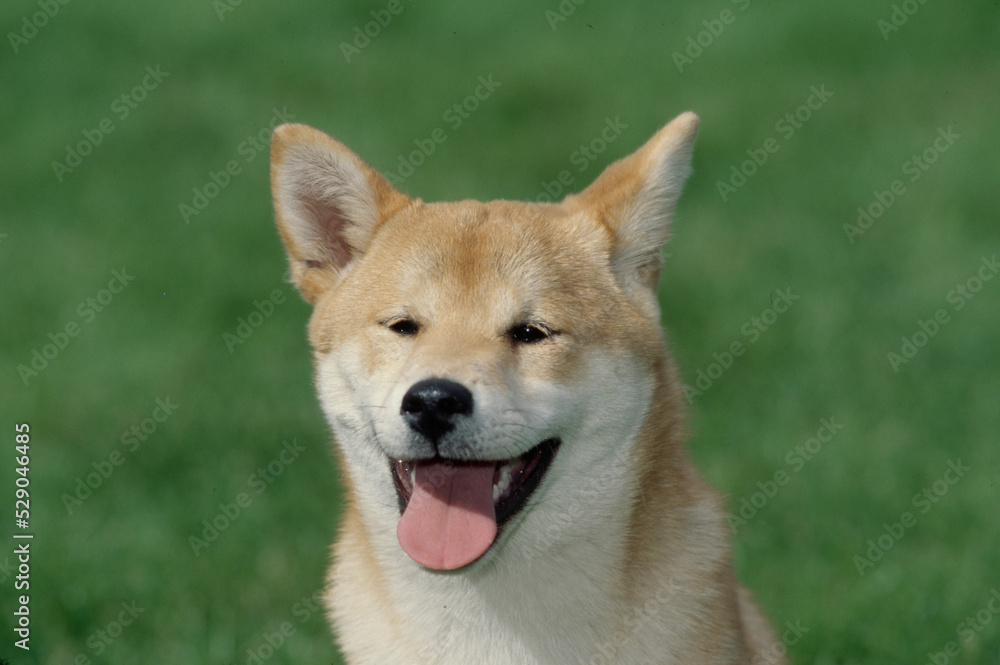 Close up of Shiba Inu with mouth open