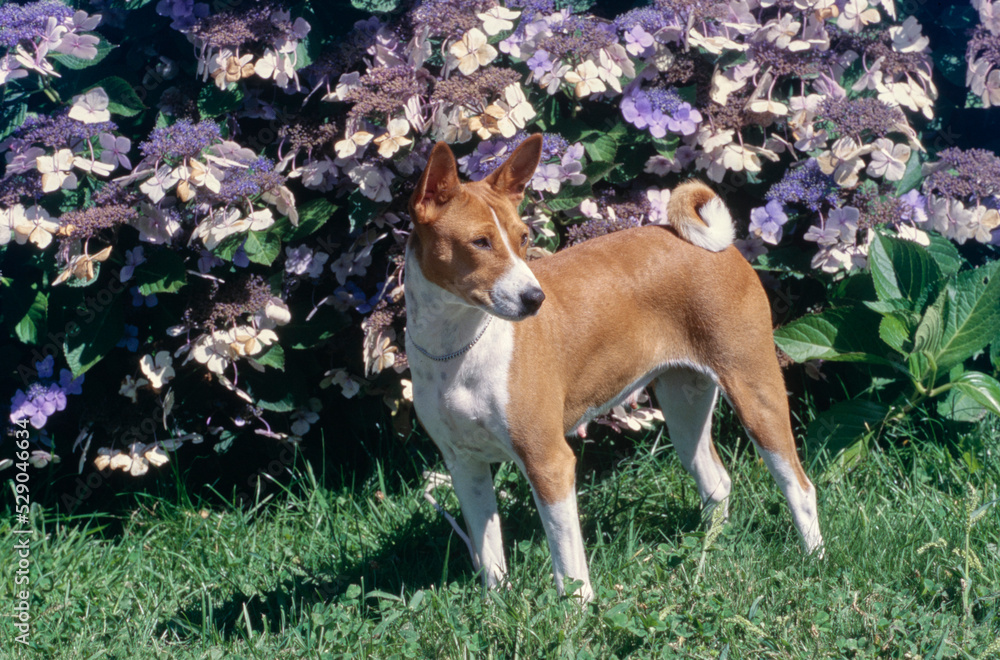 Basenji standing in front of purple flower bush Basenji standing in front of purple flower bush
