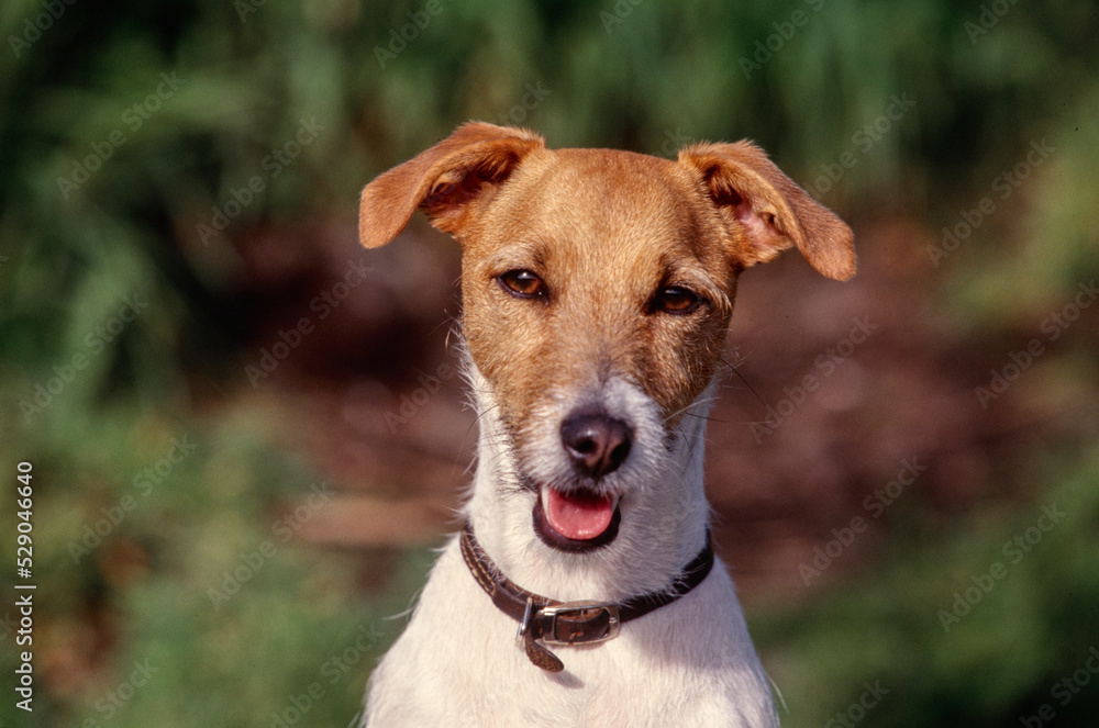 Closeup of Jack Russell Terrier outside