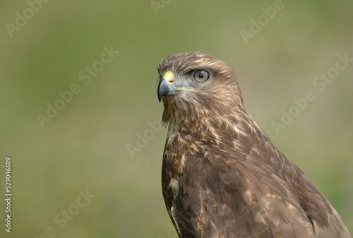 greifvogel, feather, bussard