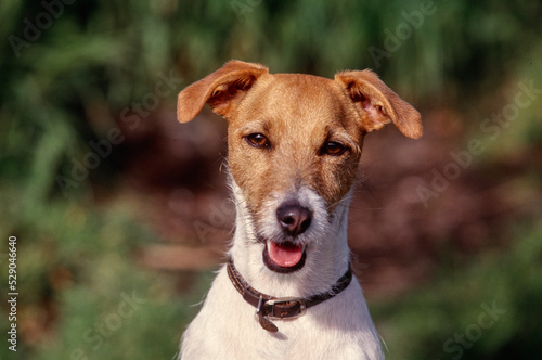 Fototapeta Naklejka Na Ścianę i Meble -  Closeup of Jack Russell Terrier outside