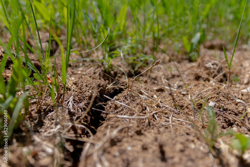 Wallpaper Mural Dry cracked land with plant sprout. Water shortage, global warming, water scarcity, water crisis. Soil erosion and desertification.Сoncept of new life Torontodigital.ca
