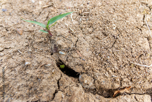Dry cracked land with plant sprout. Water shortage, global warming, water scarcity, water crisis. Soil erosion and desertification.Сoncept of new life