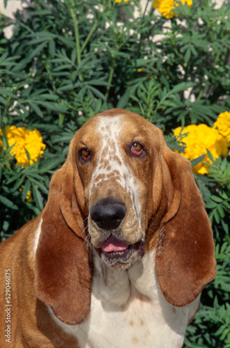 Basset Hound face in front of yellow flowers