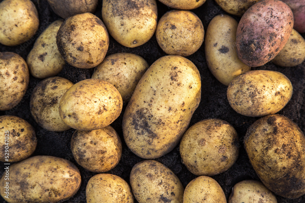 Yellow potato close-up top view. Fresh dirty organic potatoes harvest on soil ground Yellow potato close-up top view. Fresh dirty organic potatoes harvest on soil ground