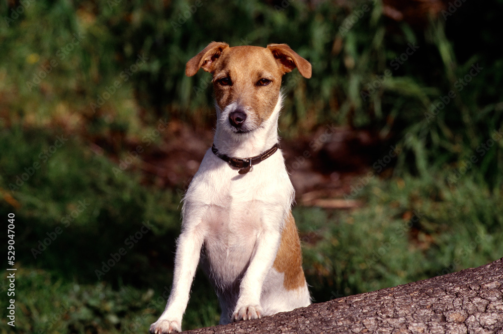 Jack Russell Terrier with front legs up on tree trunk