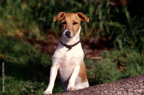 Jack Russell Terrier with front legs up on tree trunk