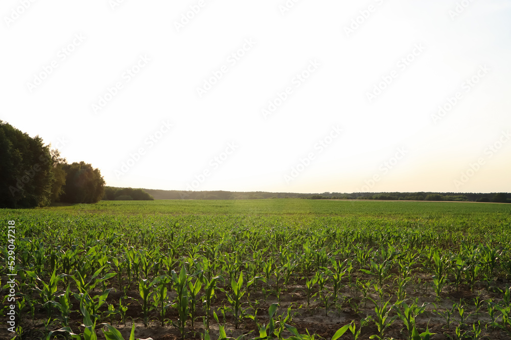 Beautiful agricultural field with green corn plants on sunny day