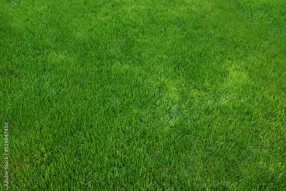 Fototapeta premium Fresh green grass as background on spring day